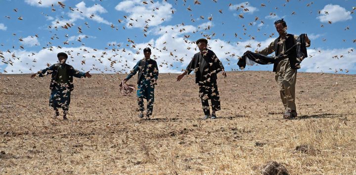 En esta fotografía los agricultores caminan en medio de una nube de langostas cerca de un campo de trigo en la zona de Kandali en el distrito de Sholgara, provincia de Balkh.