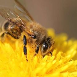 La forma más efectiva de ayudar a las abejas es aplicar presión social y política para que se tomen medidas necesarias para su protección y conservación