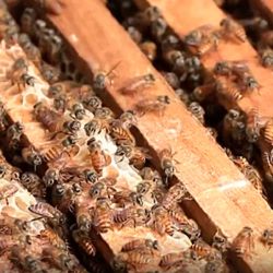 Un tercio de la producción mundial de alimentos depende de las abejas.