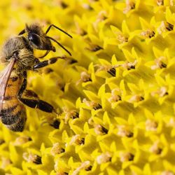 "Sin abejas nuestra alimentación sería muy aburrida, con todo lo que ello implica para la salud", afirma Vallejo Marín.