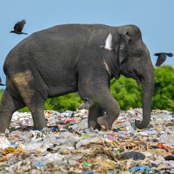 Un elefante salvaje come basura que contiene residuos de plástico en un vertedero del distrito oriental de Ampara, en Sri Lanka. | Foto:ISHARA S. KODIKARA / AFP