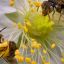 0906_abejas