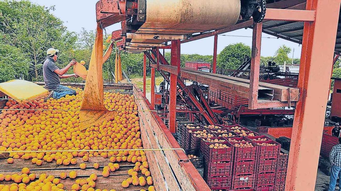 Productores de cítricos quieren venderle a la UE