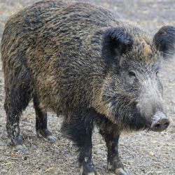 La única manera para controlar a esta especie es la caza.