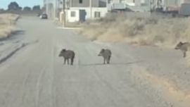 Los cerdos salvajes fueron vistos en el centro de la ciuda de Madryn.