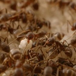 Durante los últimos 150 años las hormigas argentinas rompieron todas las barreras y fronteras conocidas
