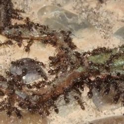 La cuenca del río de la Plata constituye la puerta de salida principal para las hormigas más invasivas del planeta 