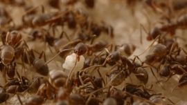 Durante los últimos 150 años las hormigas argentinas rompieron todas las barreras y fronteras conocidas