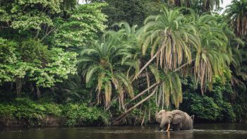 Bosque de África 20230613