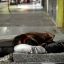 Homeless man dies from cold as polar wave hits Buenos Aires