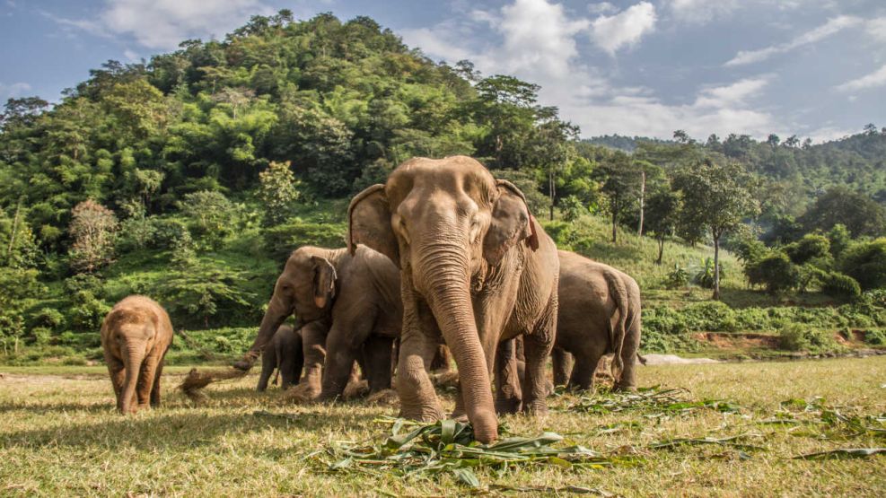 Bosque de África 20230613