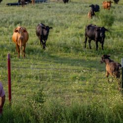 El granjero José Esquivel inspecciona su campo de ganado en Quemado, Texas. Ganaderos y agricultores han comenzado a sacrificar sus rebaños de ganado debido a la sequía y los altos costos en la región, amenazando con una subida potencialmente pronunciada de los precios de la oferta de carne de vacuno del país. | Foto:Brandon Bell/Getty Images/AFP