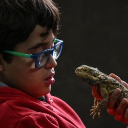 Gabriel Pinheiro asiste a una sesión de terapia con reptiles en la clínica de equinoterapia Walking, en Sao Paulo,Brasil. En esta clínica, pacientes con autismo y otros trastornos reciben un tratamiento con reptiles atípicos que les ayuda a relajarse y a mejorar, por ejemplo, sus habilidades de comunicación. | Foto:NELSON ALMEIDA / AFP