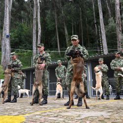 Soldados colombianos sostienen a sus perros antes de un entrenamiento de rastreo y seguimiento en la Sección de Adiestramiento y Reentrenamiento Canino (SERCA) en el cantón militar de la Escuela de Logística en Bogotá, Colombia. | Foto:RAUL ARBOLEDA / AFP