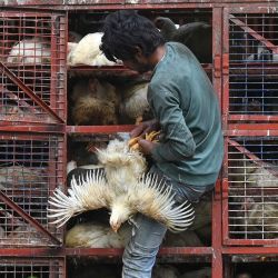 Un trabajador saca pollos de una jaula para entregarlos en un restaurante de Bombay, India. | Foto:INDRANIL MUKHERJEE / AFP