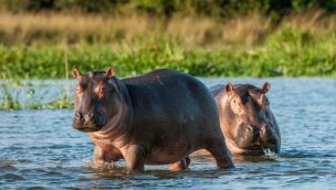 Buscan soluciones con los hipopótamos de Pablo Escobar