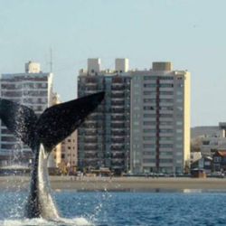 Las ballenas ya están presentes en Puerto Madryn.