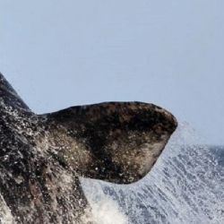 Declarada Monumento Nacional en el año 1984, la ballena Franca Austral, es uno de los mamíferos más grandes de todo el mundo