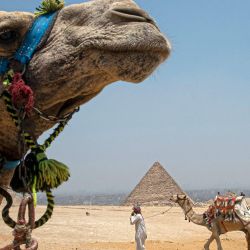 Un hombre conduce un camello frente a una pirámide en la meseta de Giza, en las afueras del suroeste de El Cairo. | Foto:KHALED DESOUKI / AFP