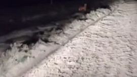 El animal no es típico de esa zona cordobesa.