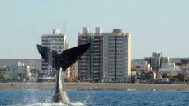 Las ballenas ya están presentes en Puerto Madryn.