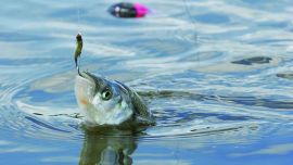 El anzuelo es uno de los elementos más importantes a la hora de confeccionar un aparejo, más con especies como el pejerrey.