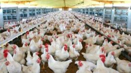 Gripe aviar: con el 91% de los focos cerrados se avanza en la reapertura de mercados