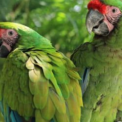 El guacamayo verde fue declarado Monumento Natural Provincial en 2011.