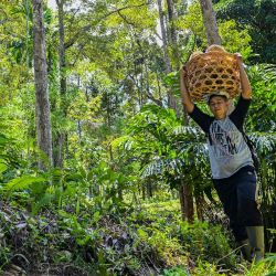 Un aldeano lleva durians, a menudo aclamado como el "rey de las frutas", en una granja en Lhoong, provincia de Aceh, Indonesia. | Foto:CHAIDEER MAHYUDDIN / AFP