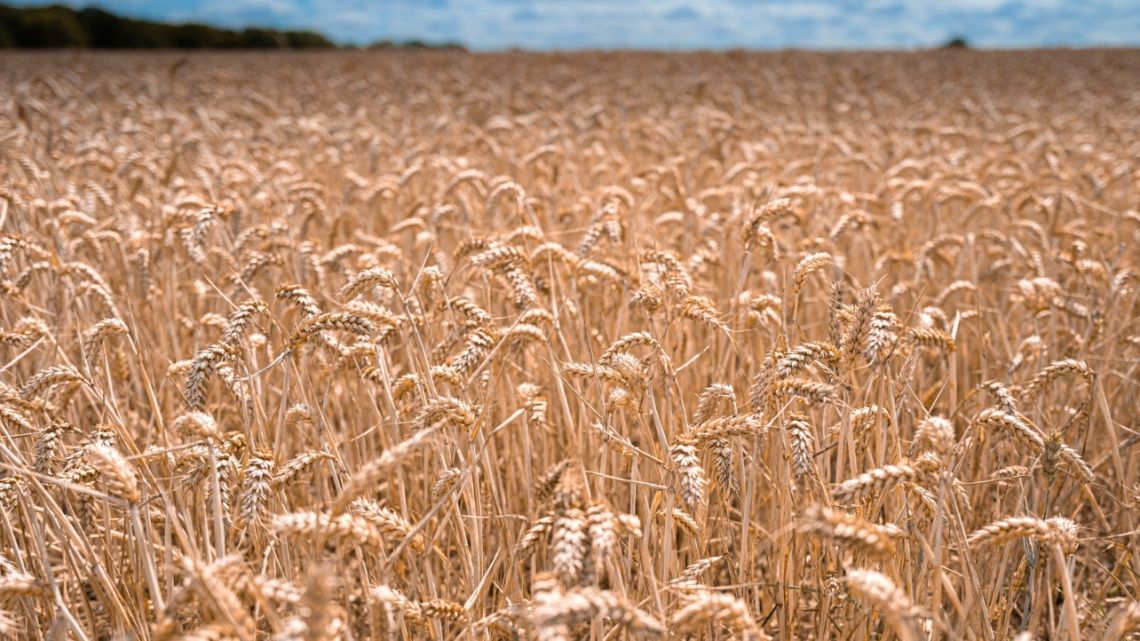 La invasión de Rusia a Ucrania afectó el precio del trigo y el maíz