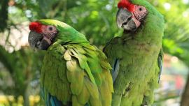 El guacamayo verde fue declarado Monumento Natural Provincial en 2011.