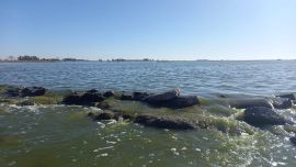 Supieron tener muy buenos pejerreyes, pero la sequía las complicó en mayor o menor medida.