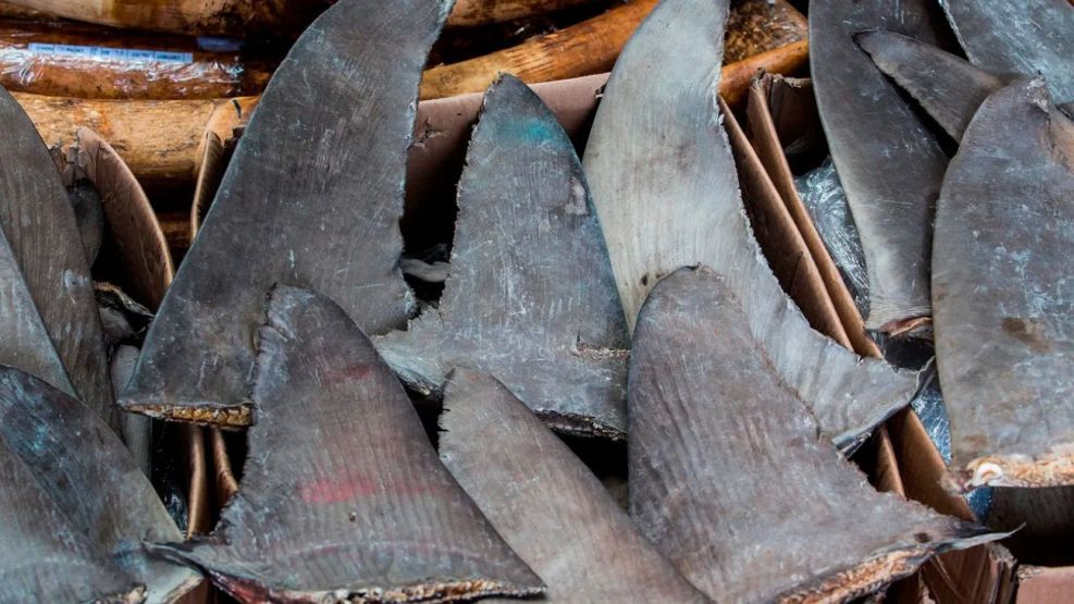 Temidas y codiciadas: el impactante decomiso de 30 toneladas de aletas de tiburón