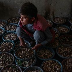 Un joven vendedor clasifica moras mientras espera clientes en Kabul, Afganistán. | Foto:WAKIL KOHSAR / AFP