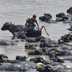 Un niño sentado sobre búfalos mientras se baña en el río Ravi en un caluroso día de verano en Lahore, Pakistán. | Foto:ARIF ALI / AFP