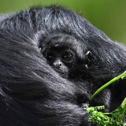 Una cría de mono araña de aproximadamente tres meses es vista con su madre en la reserva natural Bioparque Wakata, en el municipio de Briceno, cerca de Bogotá, Colombia. | Foto:RAUL ARBOLEDA / AFP