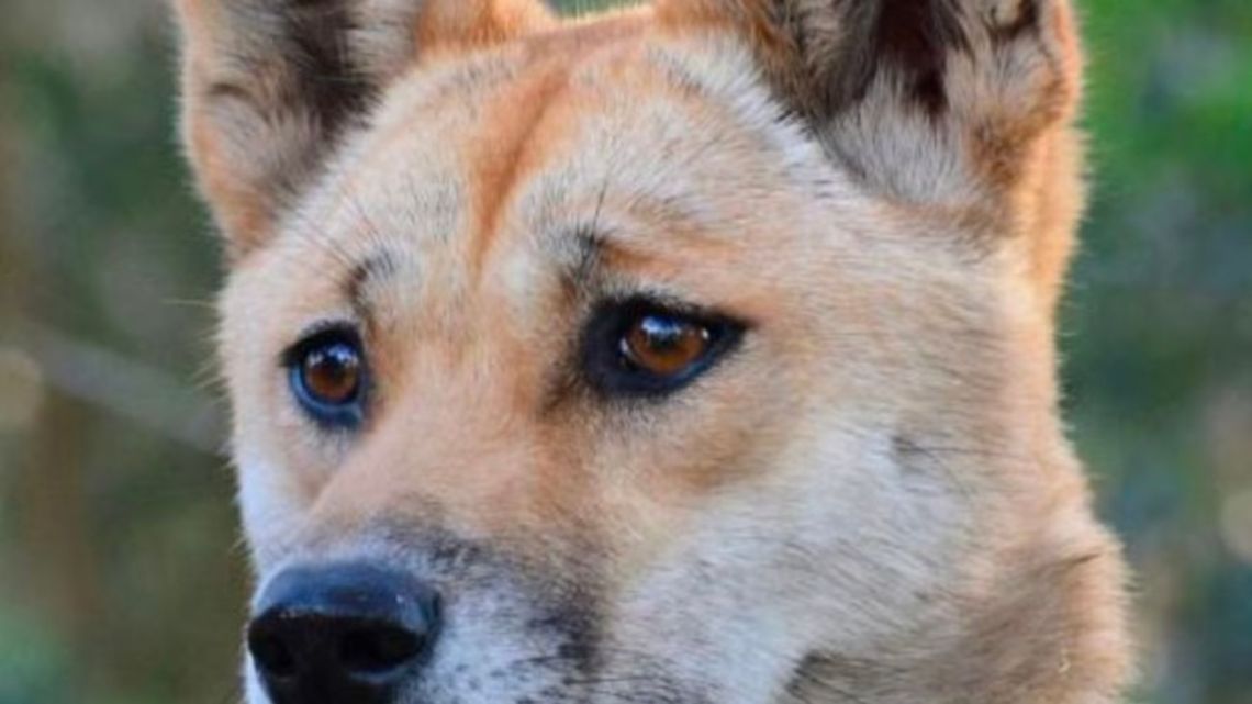 se puede criar un dingo con un perro