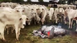Un productor brasileño distribuyó hogueras para evitar la muerte de sus vacas por hipotermia