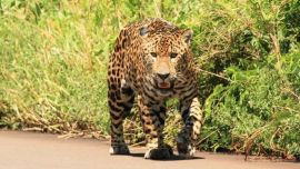 El fallo sienta precedente ante la caza ilegal de yaguaretés.
