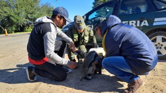 Un oso hormiguero fue devuelto a su hábitat natural en Formosa