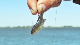 Son primordiales a la hora de tentar a los pejerreyes, y su ausencia nos obliga a buscar otras alternativas.