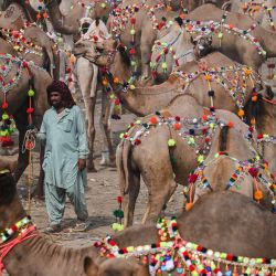 Vendedores de ganado y clientes caminan entre camellos sacrificados en un mercado de ganado antes de la festividad musulmana de Eid al-Adha en Lahore, Pakistán. | Foto:ARIF ALI / AFP