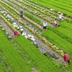 Esta foto aérea muestra a agricultores trabajando en un campo de arroz en Haian, en la provincia oriental china de Jiangsu. | Foto:AFP