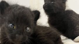 Los dos cachorritos ya se encuentran nuevamente en su hábitat natural.