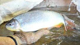 Itaipu es una entidad binacional igualmente propiedad del gobierno brasileño (a través de Eletrobras) y del gobierno paraguayo (a través de Ande).