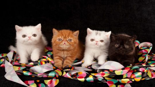 Siete gatos heredaron una gran fortuna de su dueña y ahora muchos quieren adoptarlos