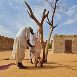 Hombres despellejan ovejas sacrificadas durante el primer día de la festividad musulmana de Eid al-Adha en Wad Hamid, a unos 100 kilómetros al norte de la capital de Sudán. | Foto:AFP