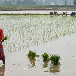Un grupo de personas planta plantones de arroz en un arrozal anegado en Karnal, India. | Foto:AFP