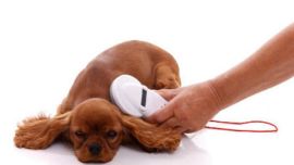 La medida busca identificar electrónicamente a los canes.