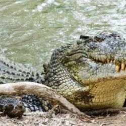 Cassius es el más buscado en el Marineland Crocodile Park.